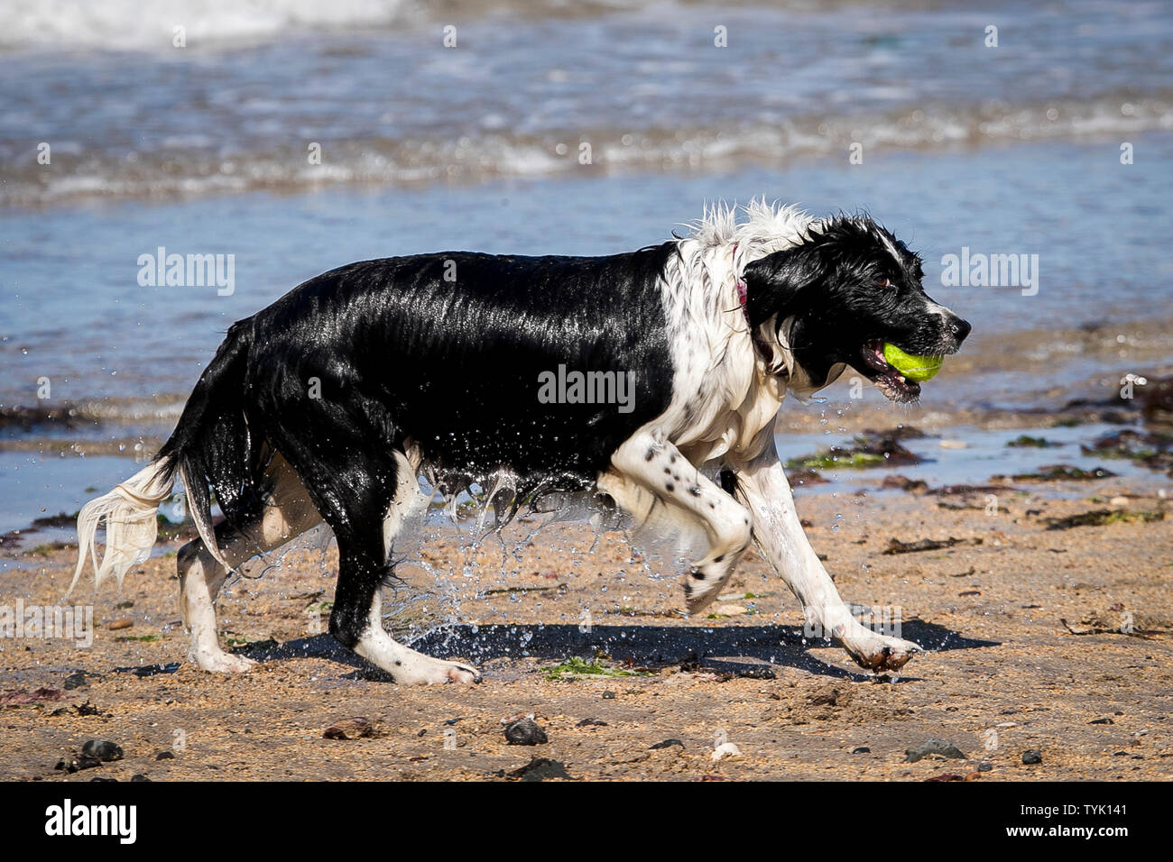 Chupa der Border Collie und Spaniel kreuz Rasse läuft mit Tennis, nachdem aus dem Wasser zu Helens Bay Strand in Nordirland zu kommen. Stockfoto