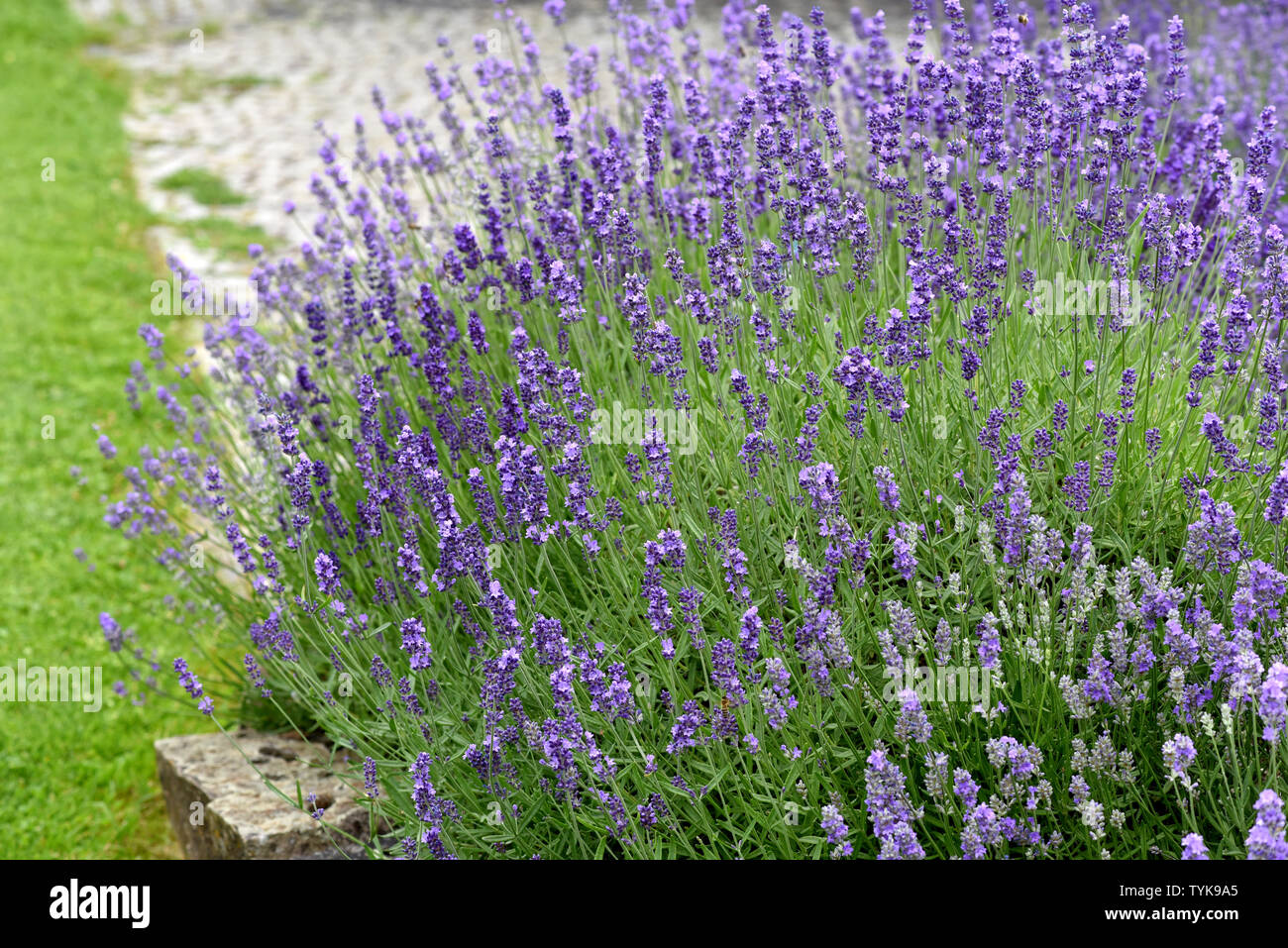 Lavendel, Lavendula, angustifolia Stockfoto