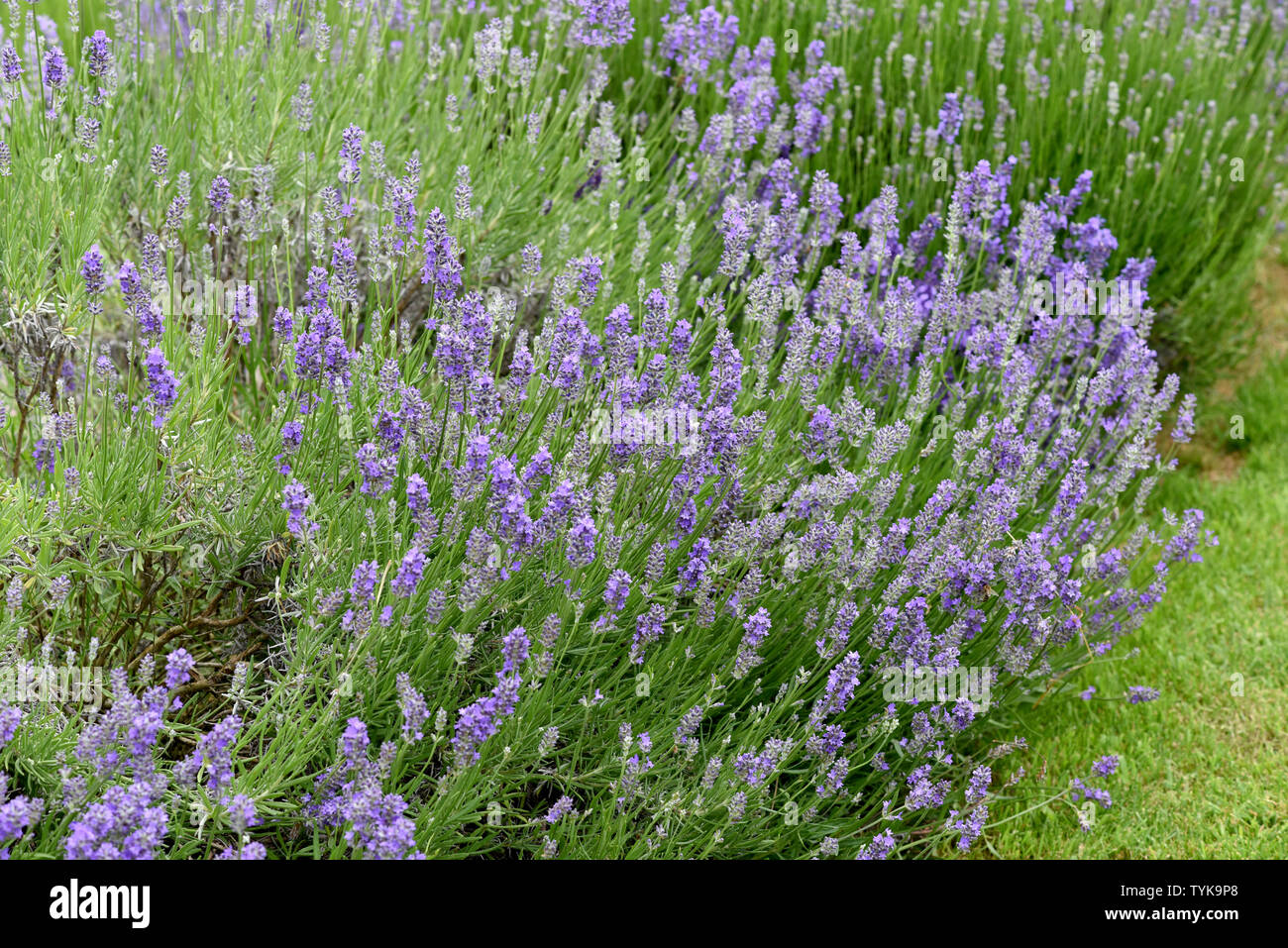 Lavendel, Lavendula, angustifolia Stockfoto