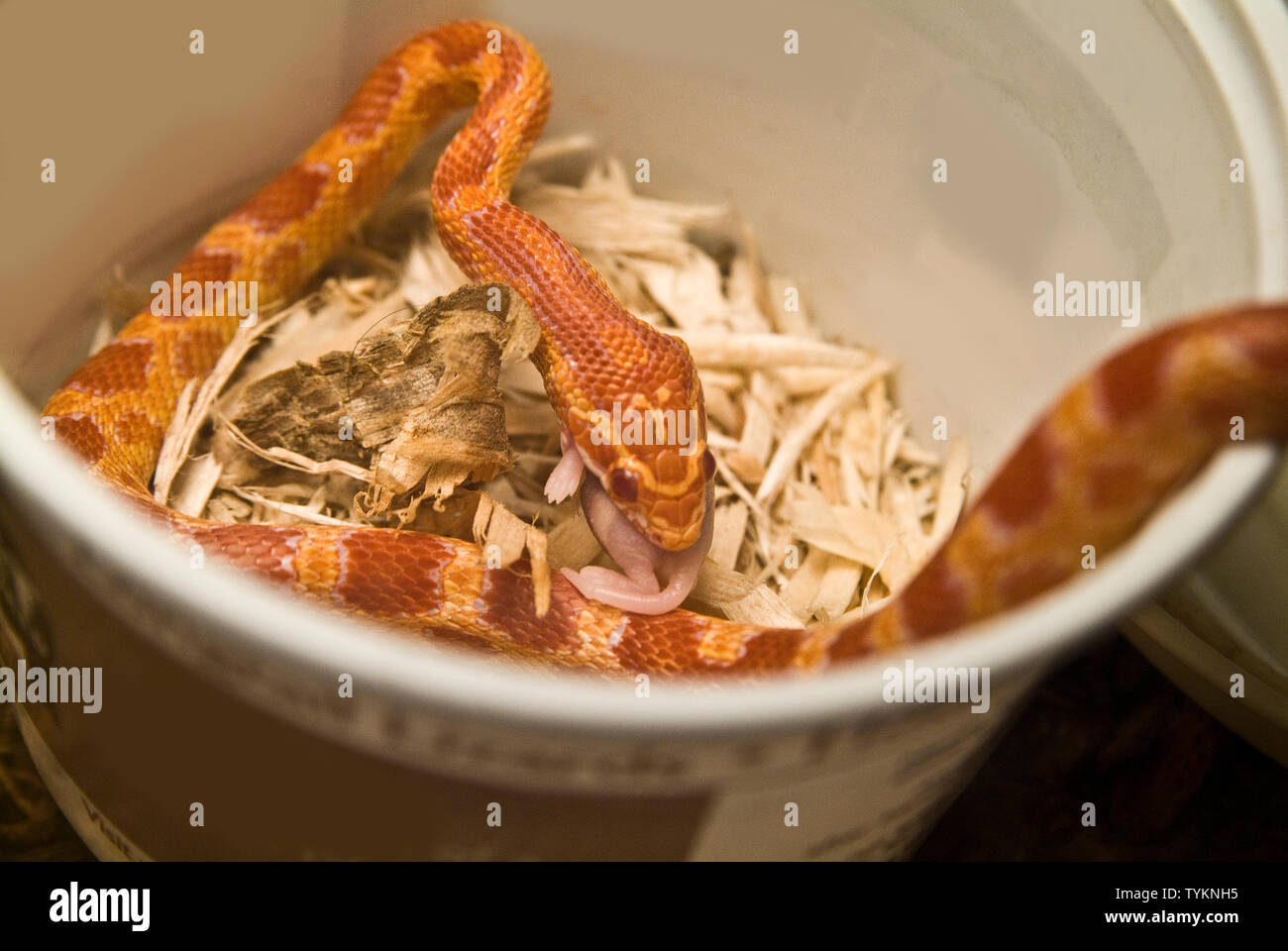 Corn Snake Essen einer Maus Stockfoto