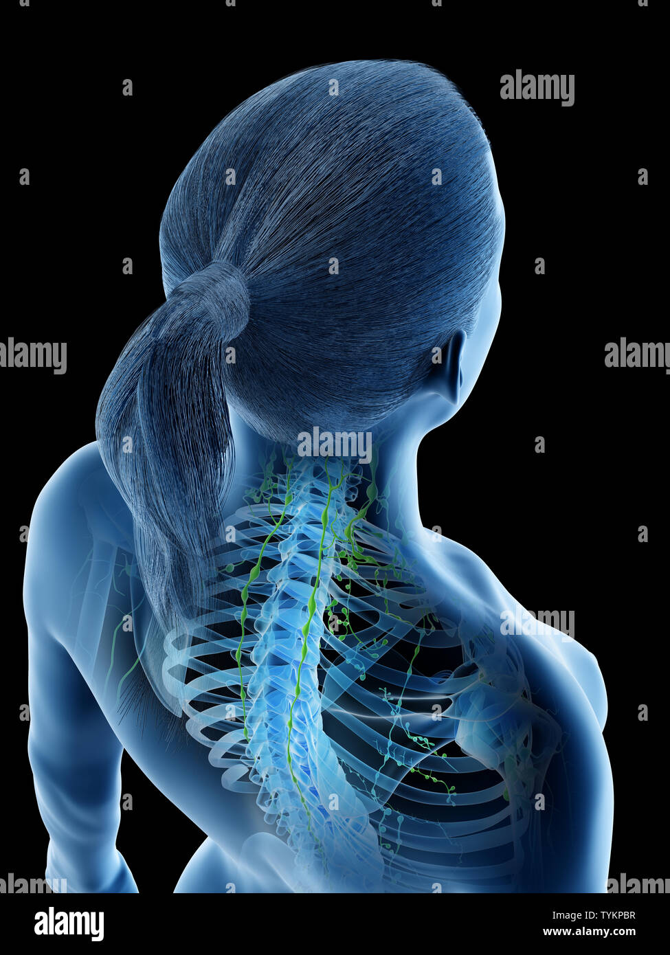 3D-Darstellung eines Weibchen des lymphatischen Systems Stockfoto