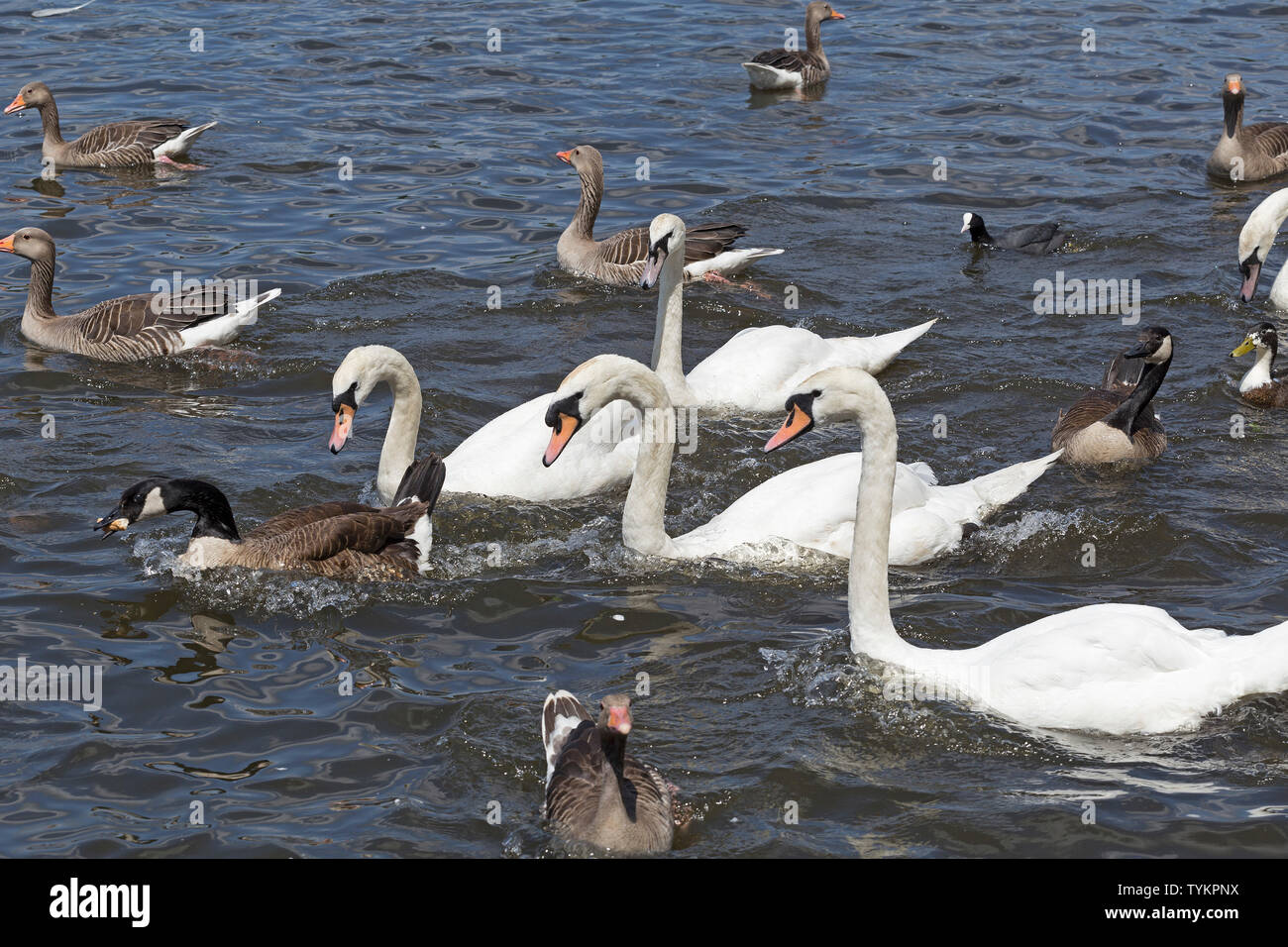 Höckerschwäne (Cygnus olor) und Gänse, Binnenalster, Hamburg, Deutschland Stockfoto