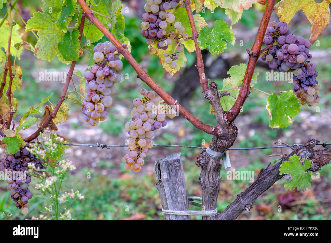 Spalier weintrauben -Fotos und -Bildmaterial in hoher Auflösung – Alamy