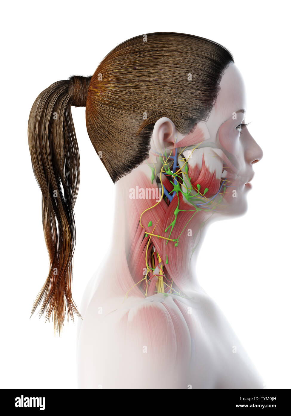 3D-Darstellung der weiblichen Anatomie des Halses Stockfoto