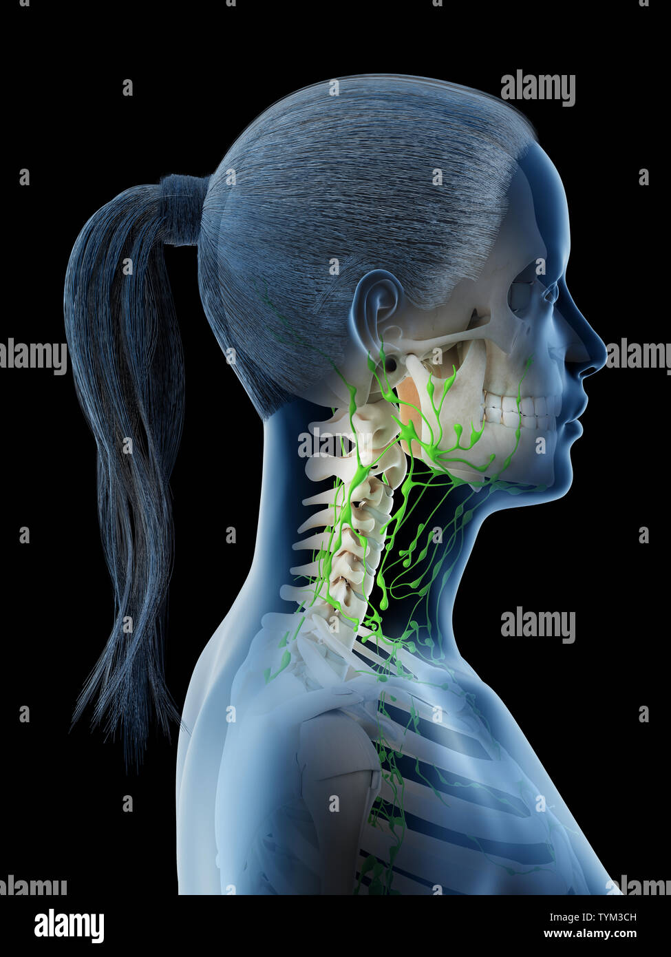 3D-Darstellung von Frauen eine lymphatische System im Kopf- und Halsbereich Stockfoto