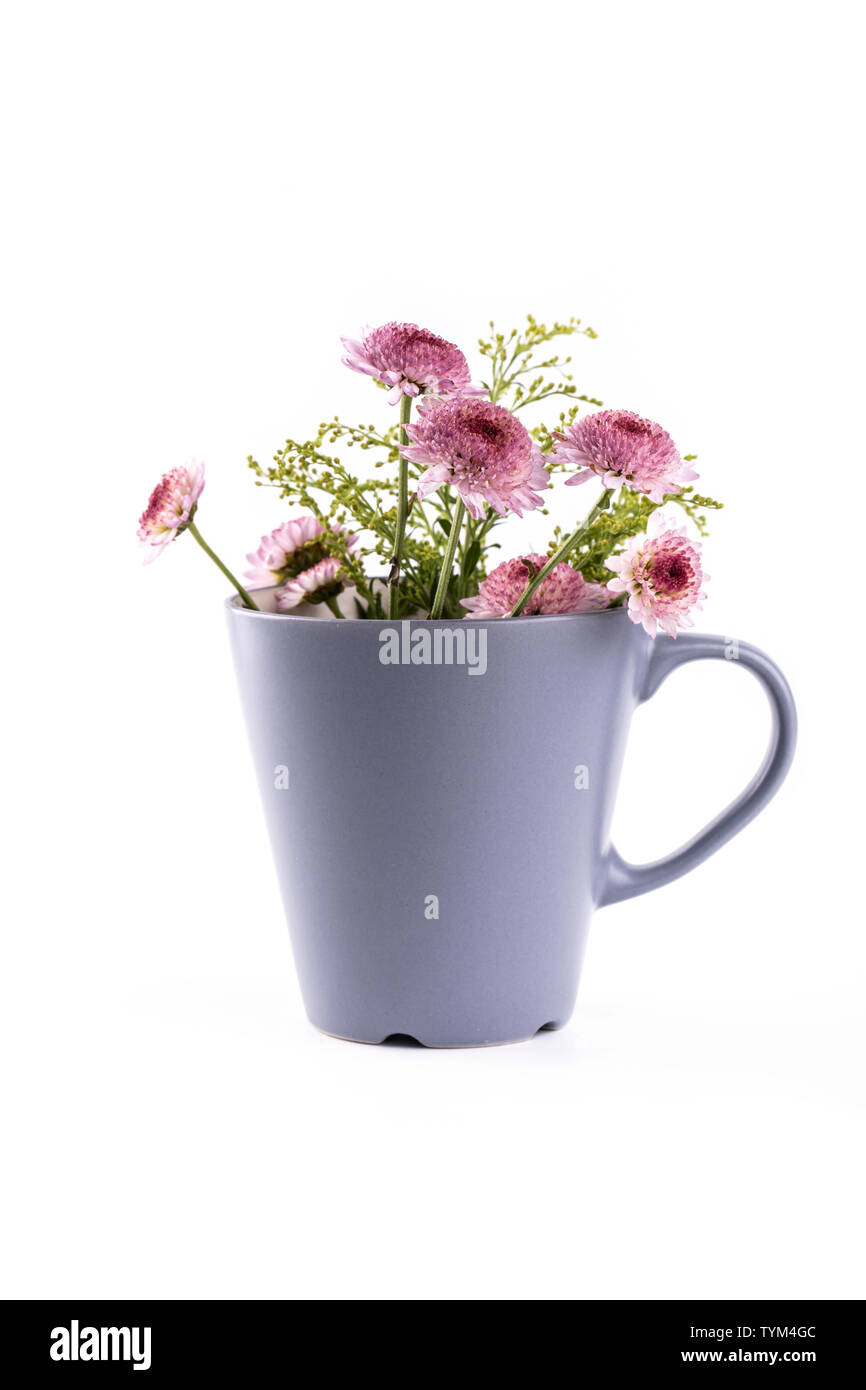 Gänseblümchen Stockfoto