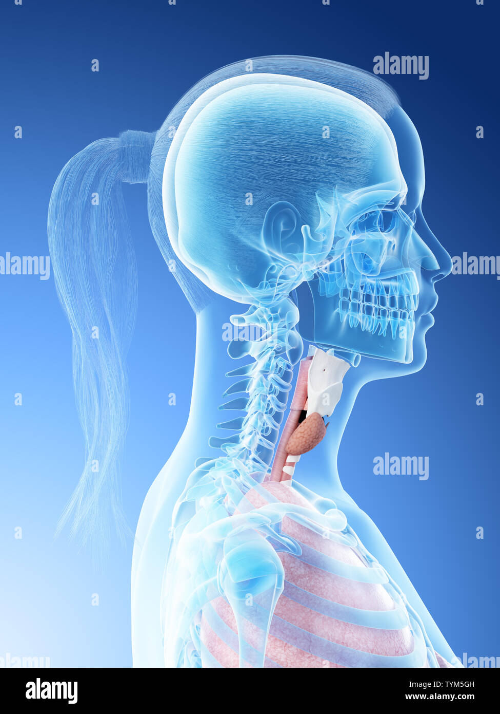3D-Darstellung eines weiblichen Kehle Anatomie Stockfoto