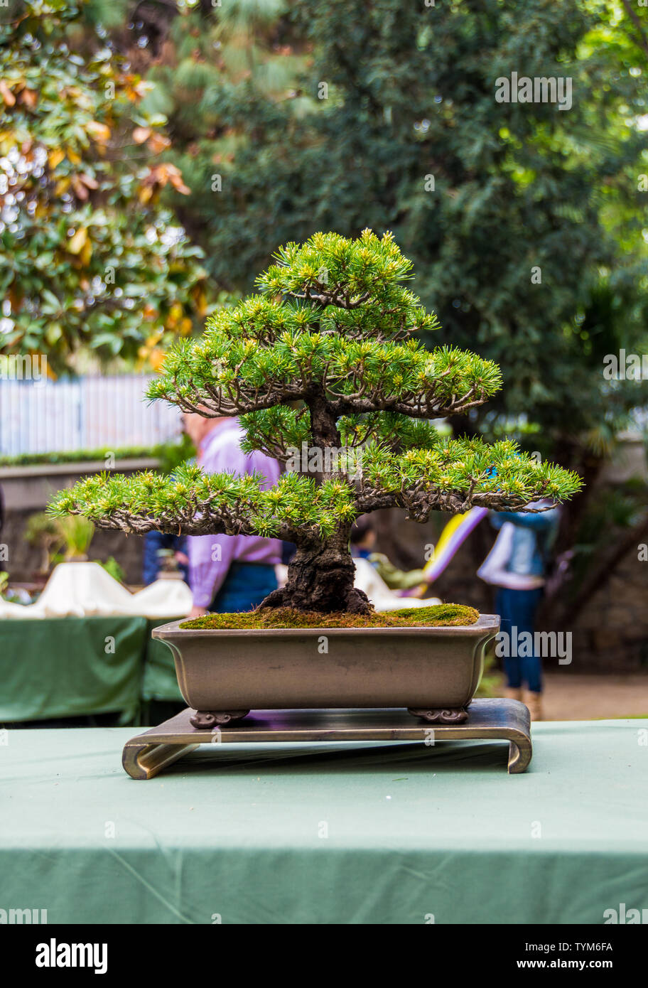 Bonsai Baum Messe in Hospitalet de Llobregat, Katalonien, Spanien  Stockfotografie - Alamy