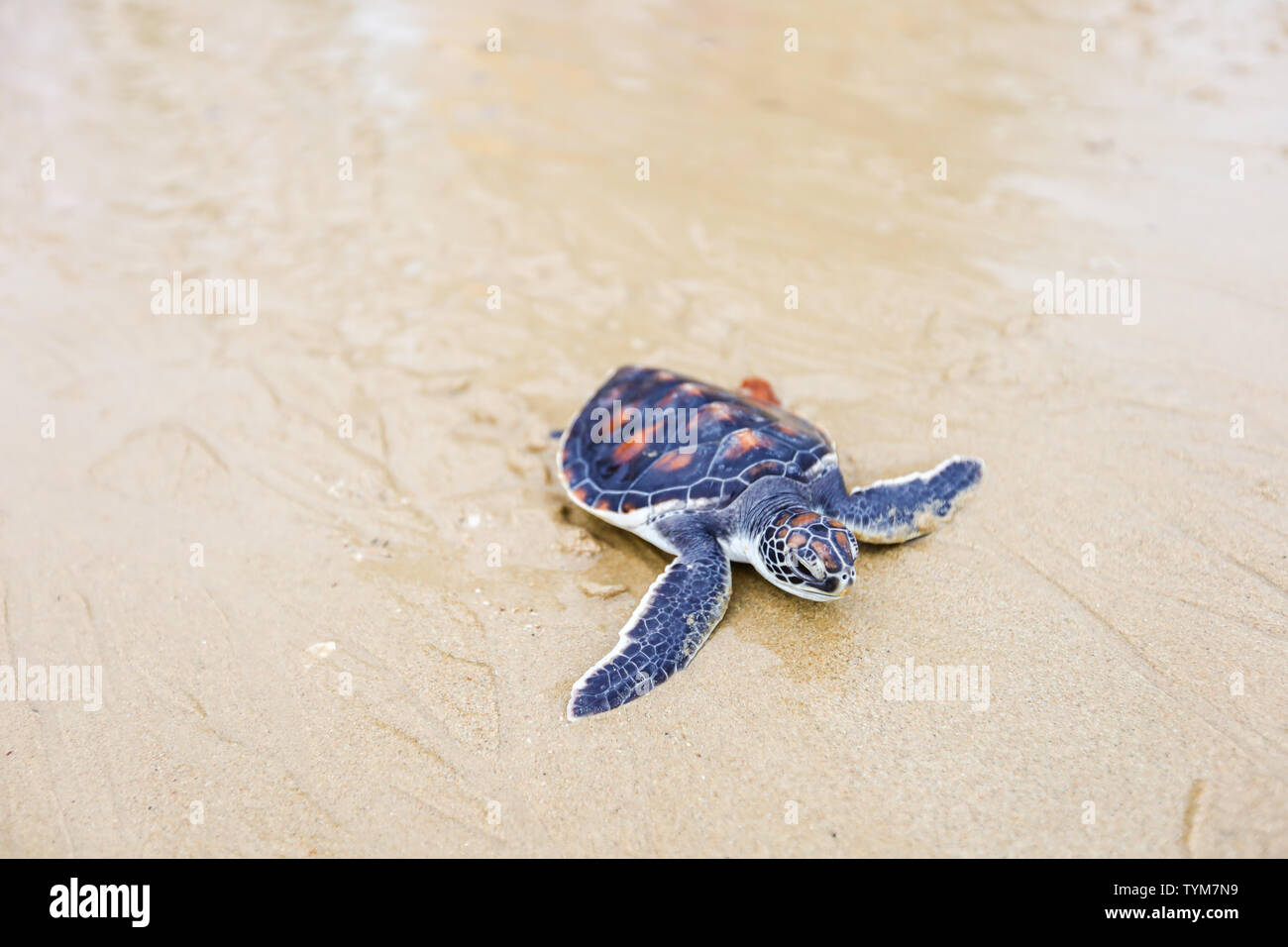 Unterstützung und Erhaltung der Meeresschildkröten für die Freigabe an die Natur. Stockfoto