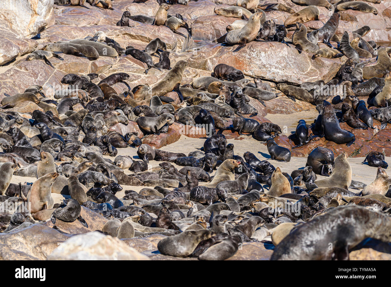 Eine der größten Kolonien von Kap Seehunde in der Welt, Cape Cross, Skelettküste, Namibia Stockfoto