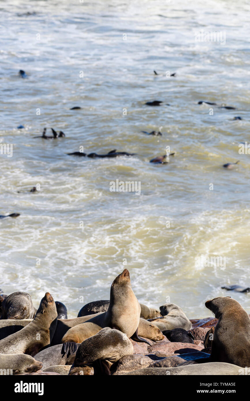 Ein männlicher Siegel zeigt seine Dominanz von wölbt den Rücken bei einer der größten Kolonien von Kap Seehunde in der Welt, Cape Cross, Skelettküste, Namibia Stockfoto