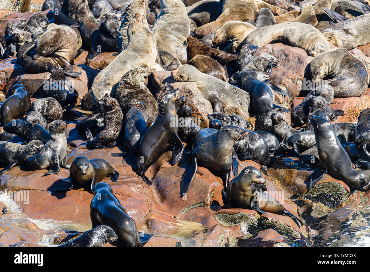 Eine der größten Kolonien von Kap Seehunde in der Welt, Cape Cross, Skelettküste, Namibia Stockfoto