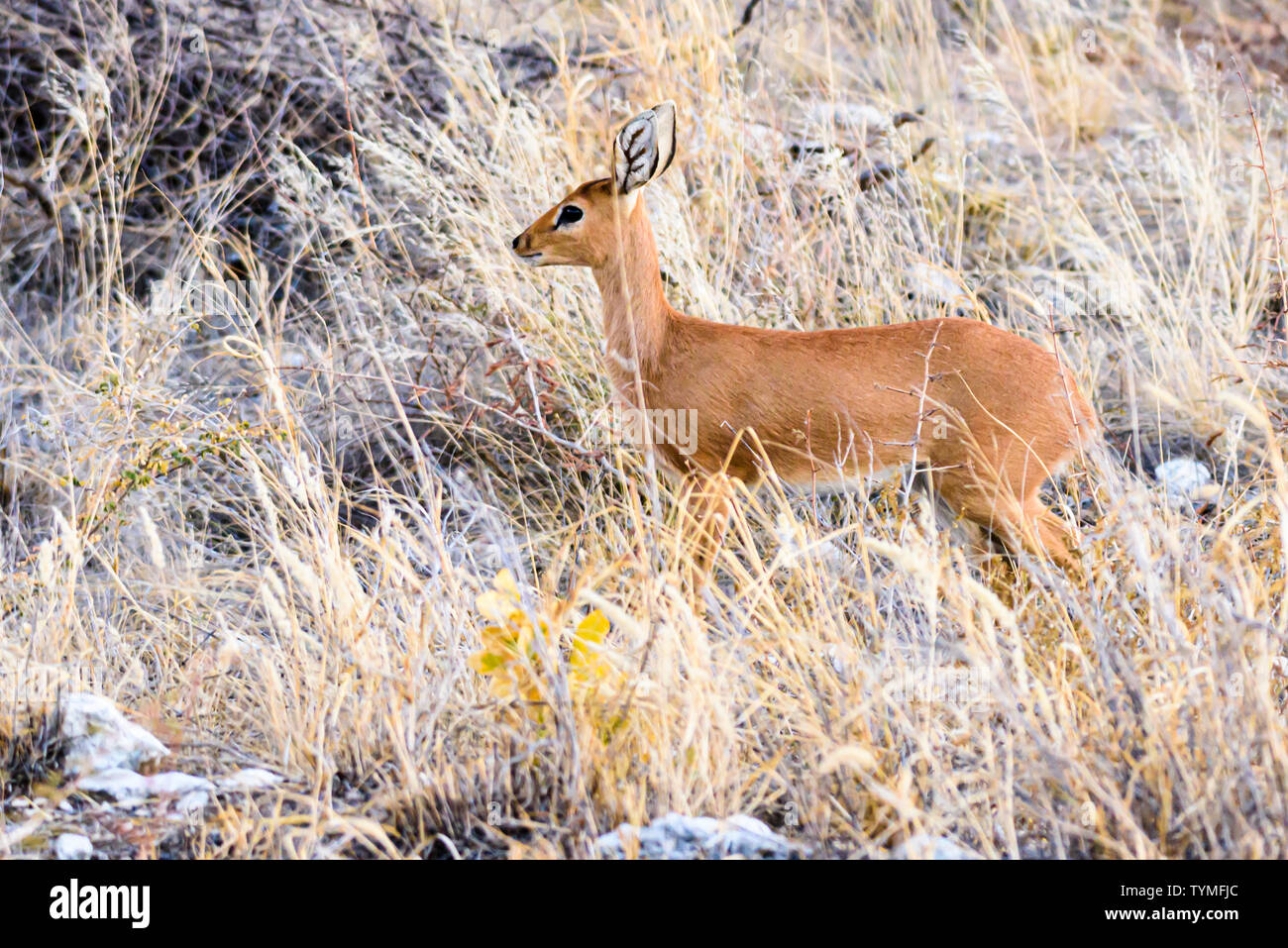 Common duiker in Namibia, einem der kleinsten Afrikanischen Antilopen, stehen nur 50 cm hoch. Stockfoto