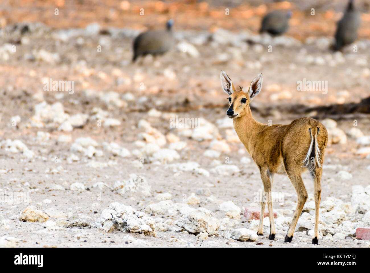 Common duiker in Namibia, einem der kleinsten Afrikanischen Antilopen, stehen nur 50 cm hoch. Stockfoto