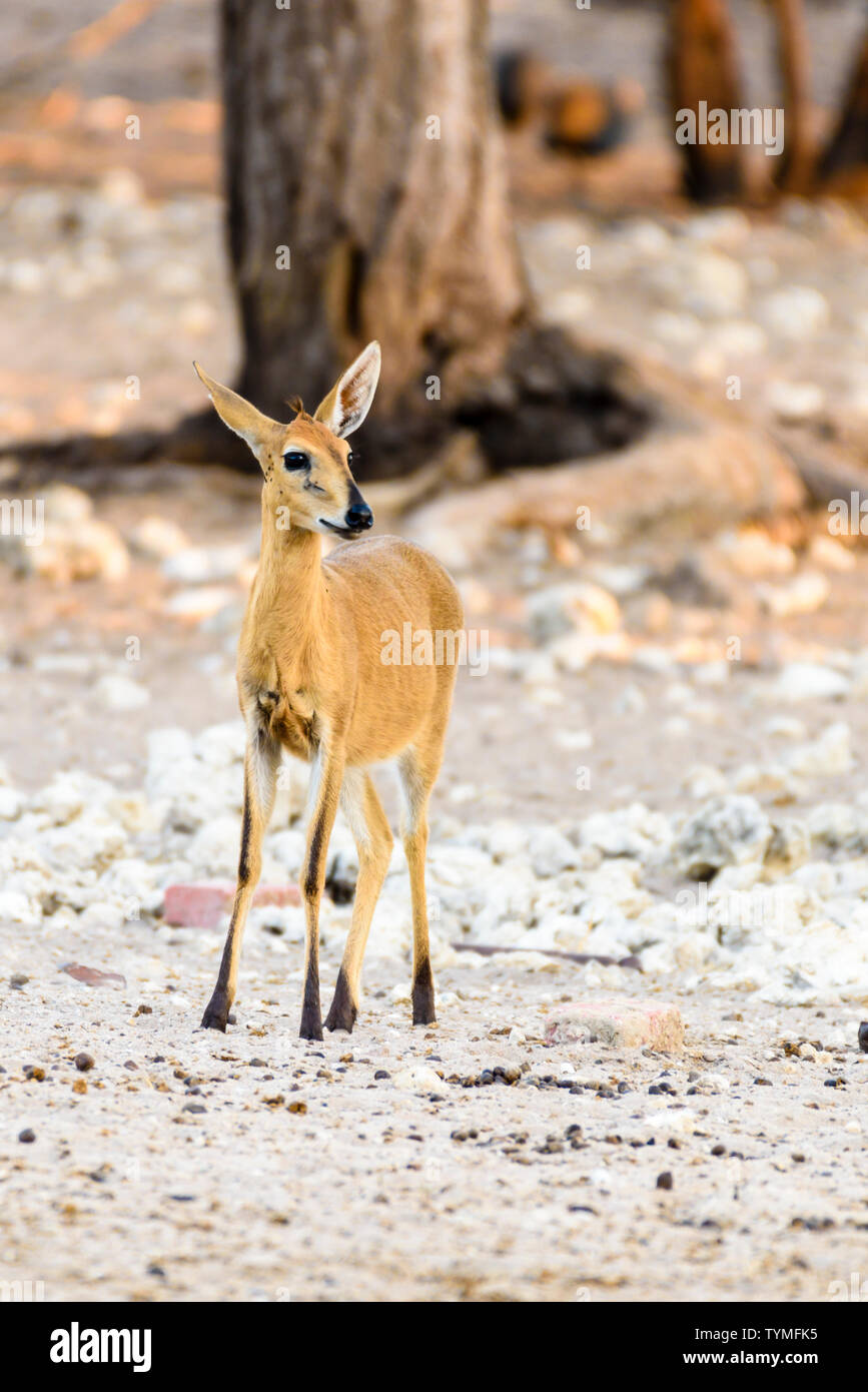 Common duiker in Namibia, einem der kleinsten Afrikanischen Antilopen, stehen nur 50 cm hoch. Stockfoto