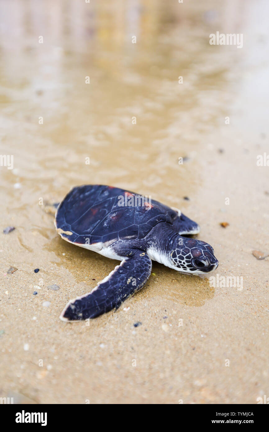 Unterstützung und Erhaltung der Meeresschildkröten für die Freigabe an die Natur. Stockfoto
