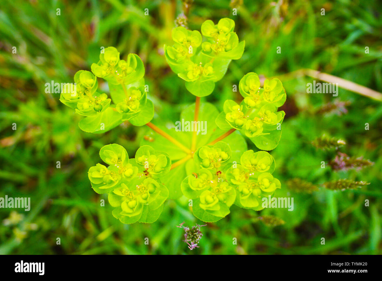 Nahaufnahme des Gemeinsamen grüne Pflanze, beißenden Wolfsmilch Stockfoto