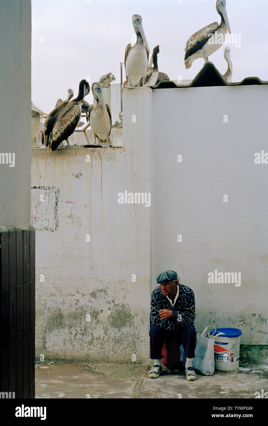 Alter Mann sitzen neben Wand mit Pelikanen thront auf es Stockfoto