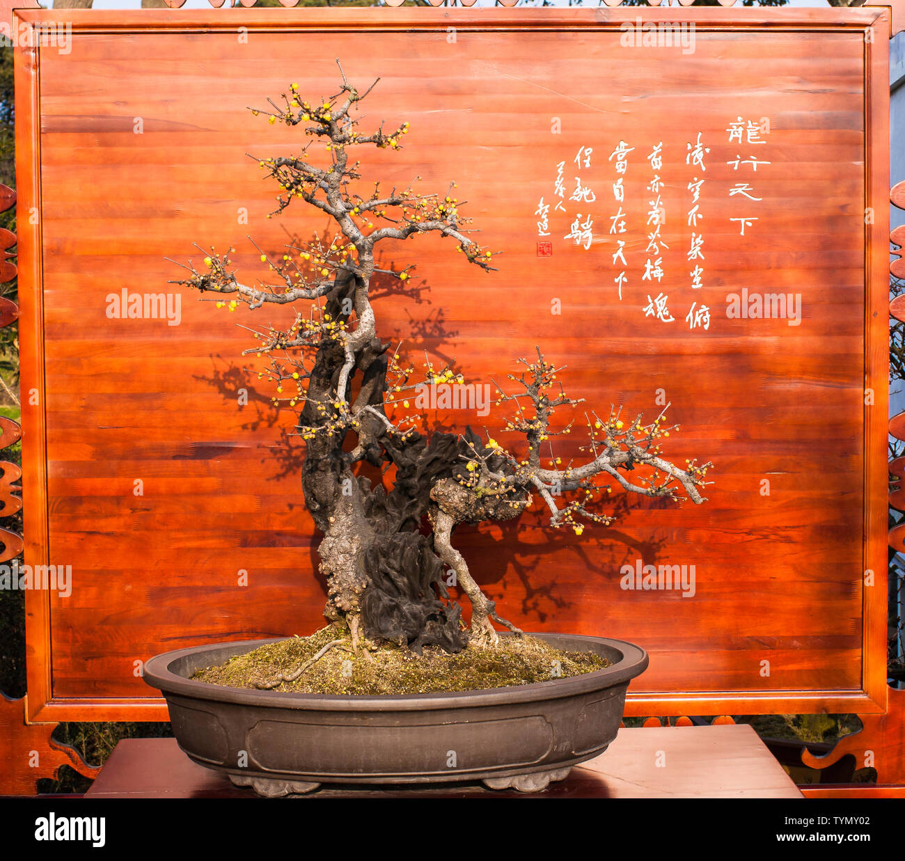 Bonsai pflaume -Fotos und -Bildmaterial in hoher Auflsung  Alamy