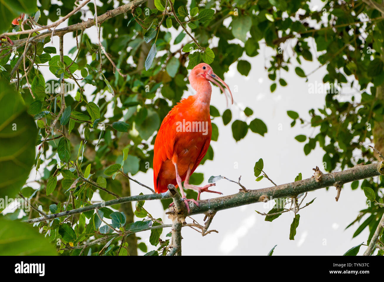 Exotische roter Vogel Scarlet Ibis, Eudocimus ruber Stockfoto
