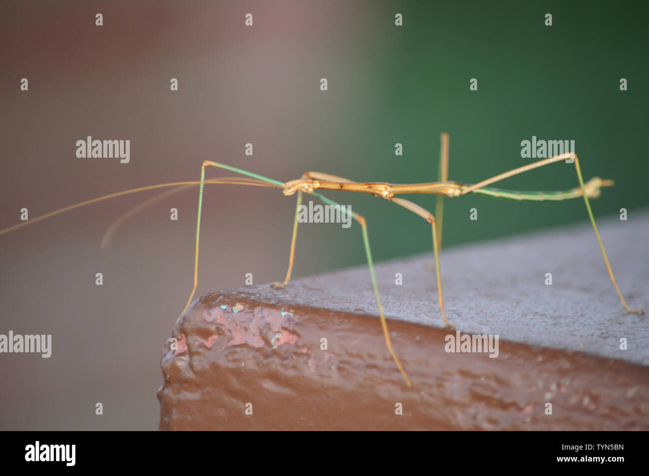 Walking Stick Insekten Käfer Gesicht. Stockfoto