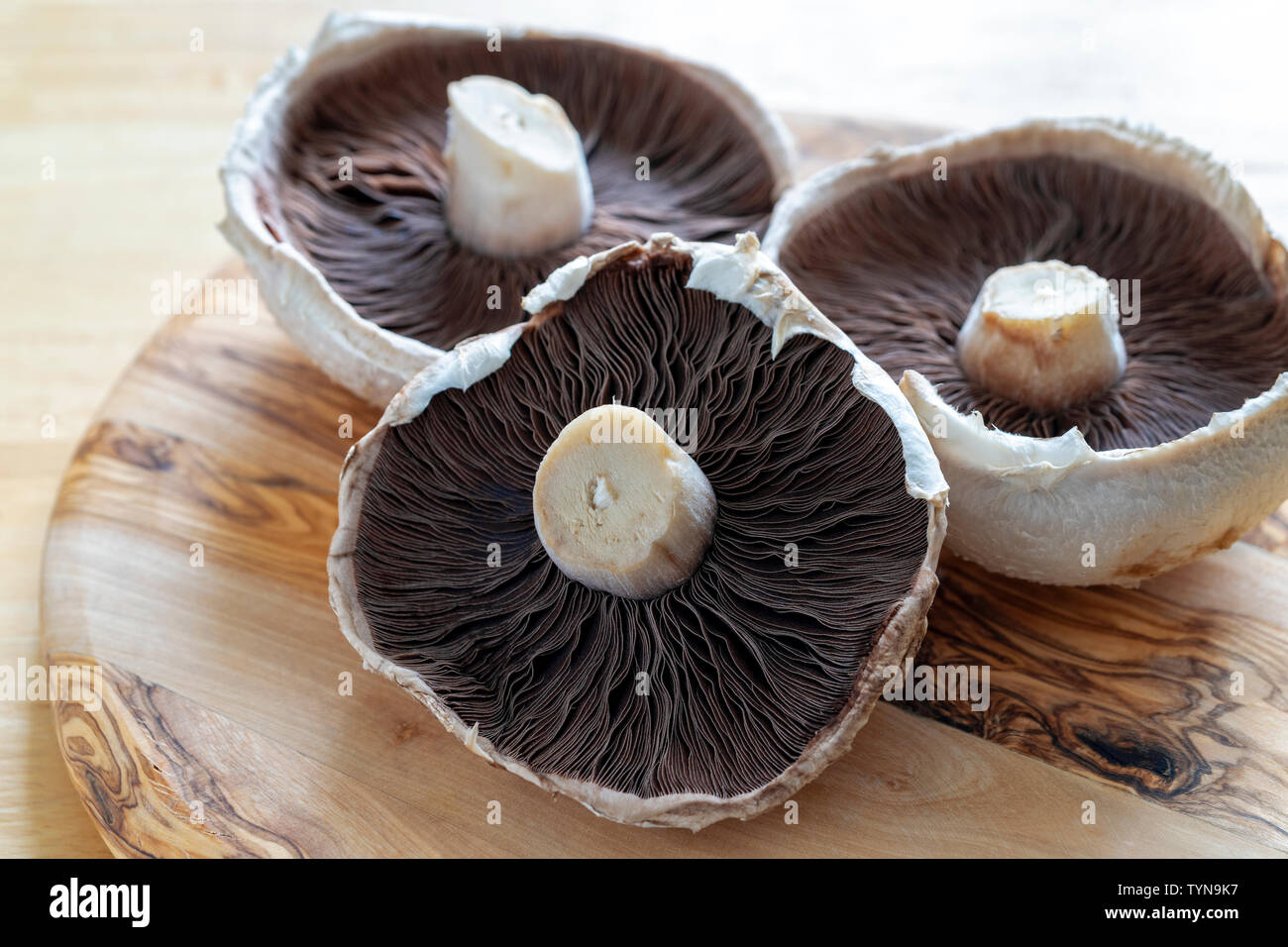 Große Pilze an Holz- Oberfläche Stockfoto
