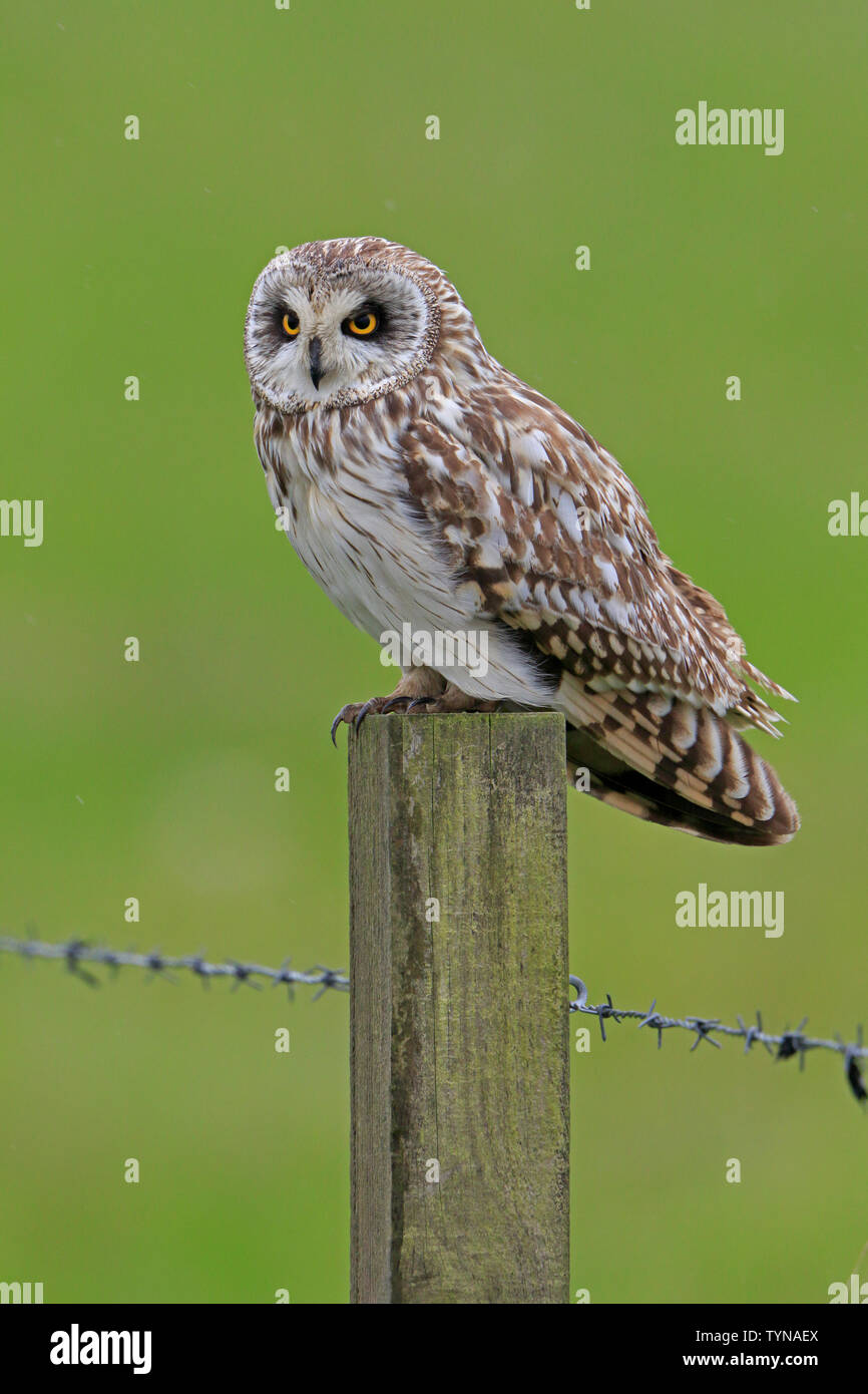 Short Eared Owl auf einem Post von Osten Mainland Orkney Stockfoto