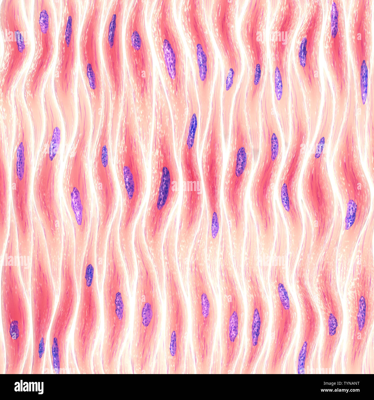 Myocytes, Gruppe von glatten Muskelzellen Stockfoto