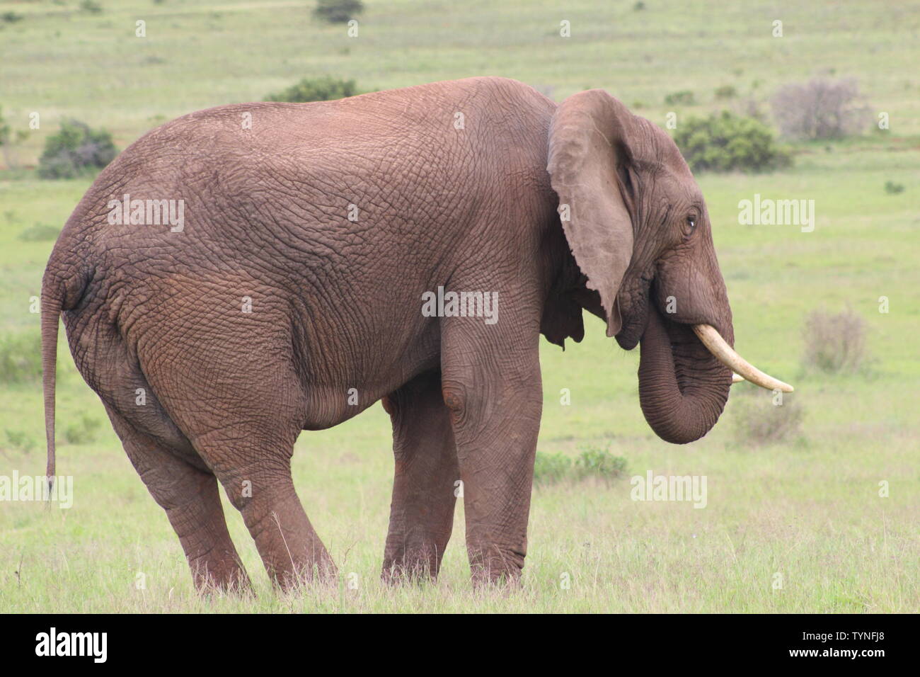 Wilde Tiere im Kruger Nationalpark Stockfoto
