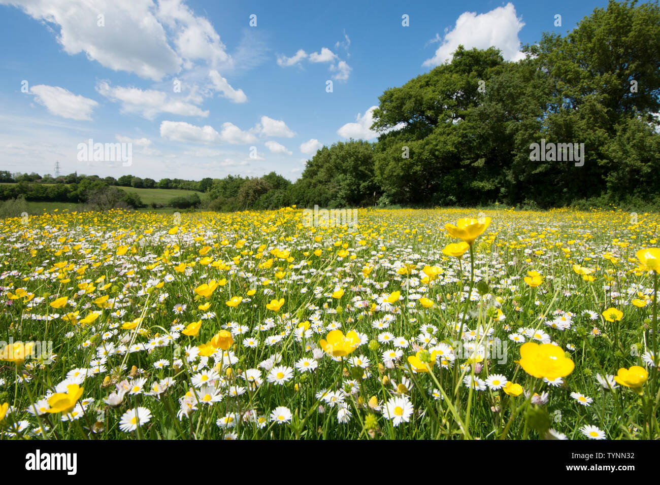 Wilde Blume Wiese, Feld mit wild wachsenden Blumen, Knolligen Hahnenfuß, Ranunculus bulbosus, und Gänseblümchen, Bellis perennis, Essex, UK, Mai Stockfoto