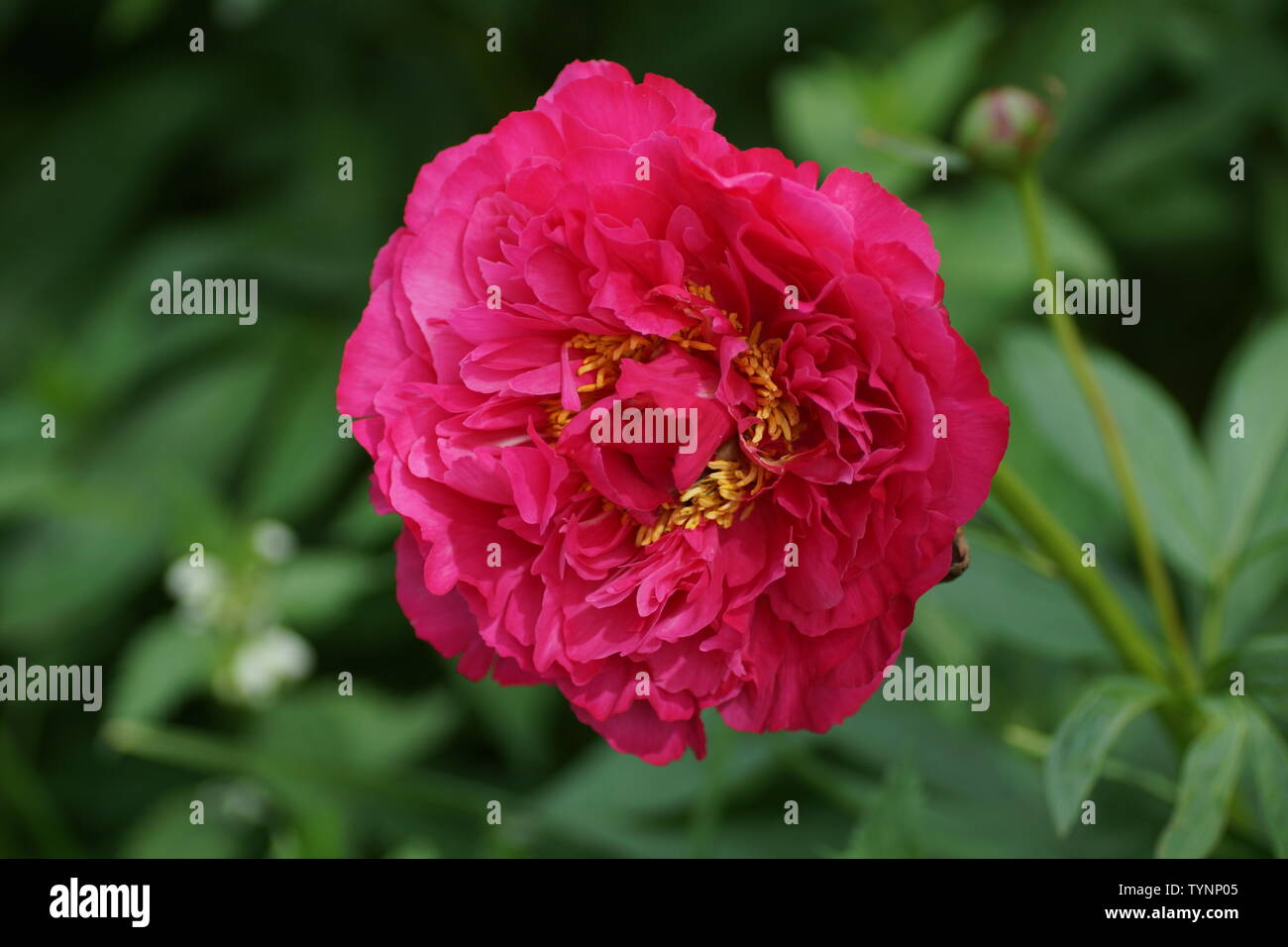 Paeonia lactiflora Goody. Doppel crimson Pfingstrose. Paeonia lactiflora (Chinesische Pfingstrose oder gemeinsamen Garten päonie). Eine Blume Stockfoto