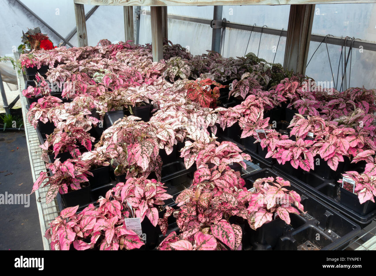 Rose Splash wählen Sie Polka Dot (Polka-Dot Hypoestes phyllostachya) Pflanzen, die für den Verkauf auf der Gärtnerei Stockfoto