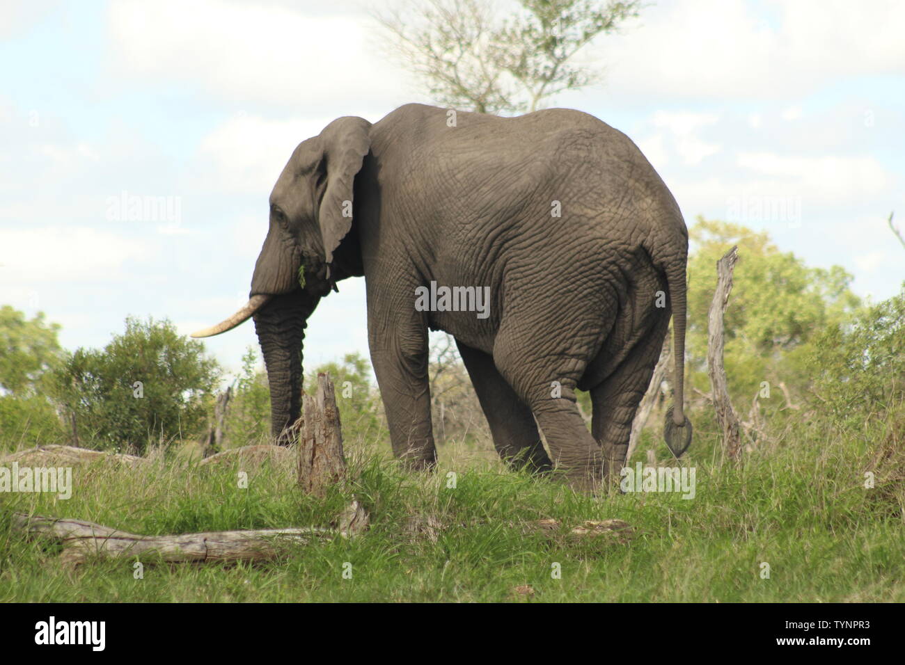 Wilde Tiere im Kruger Nationalpark Stockfoto