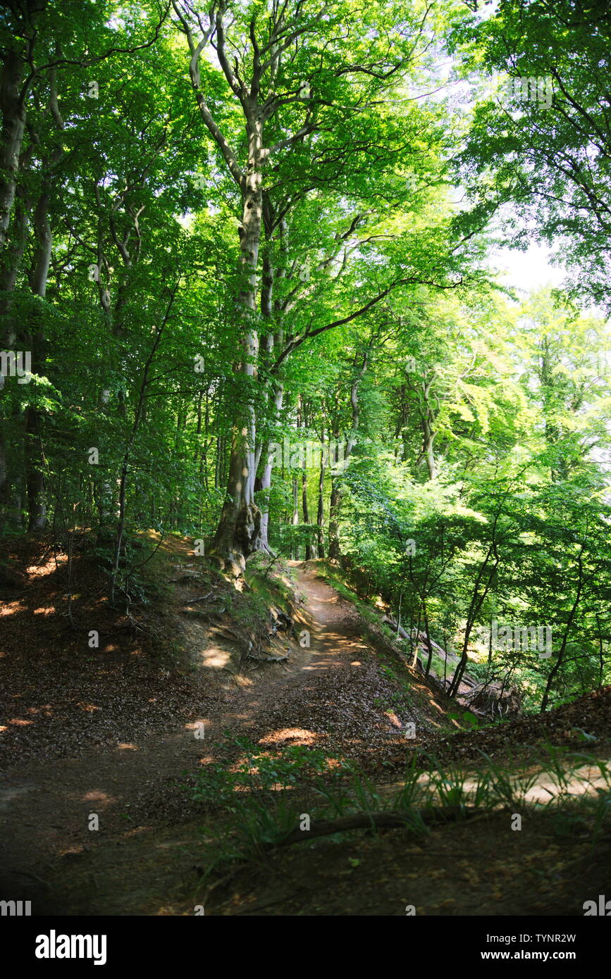 Wanderweg im Nationalpark Jasmund Stockfoto