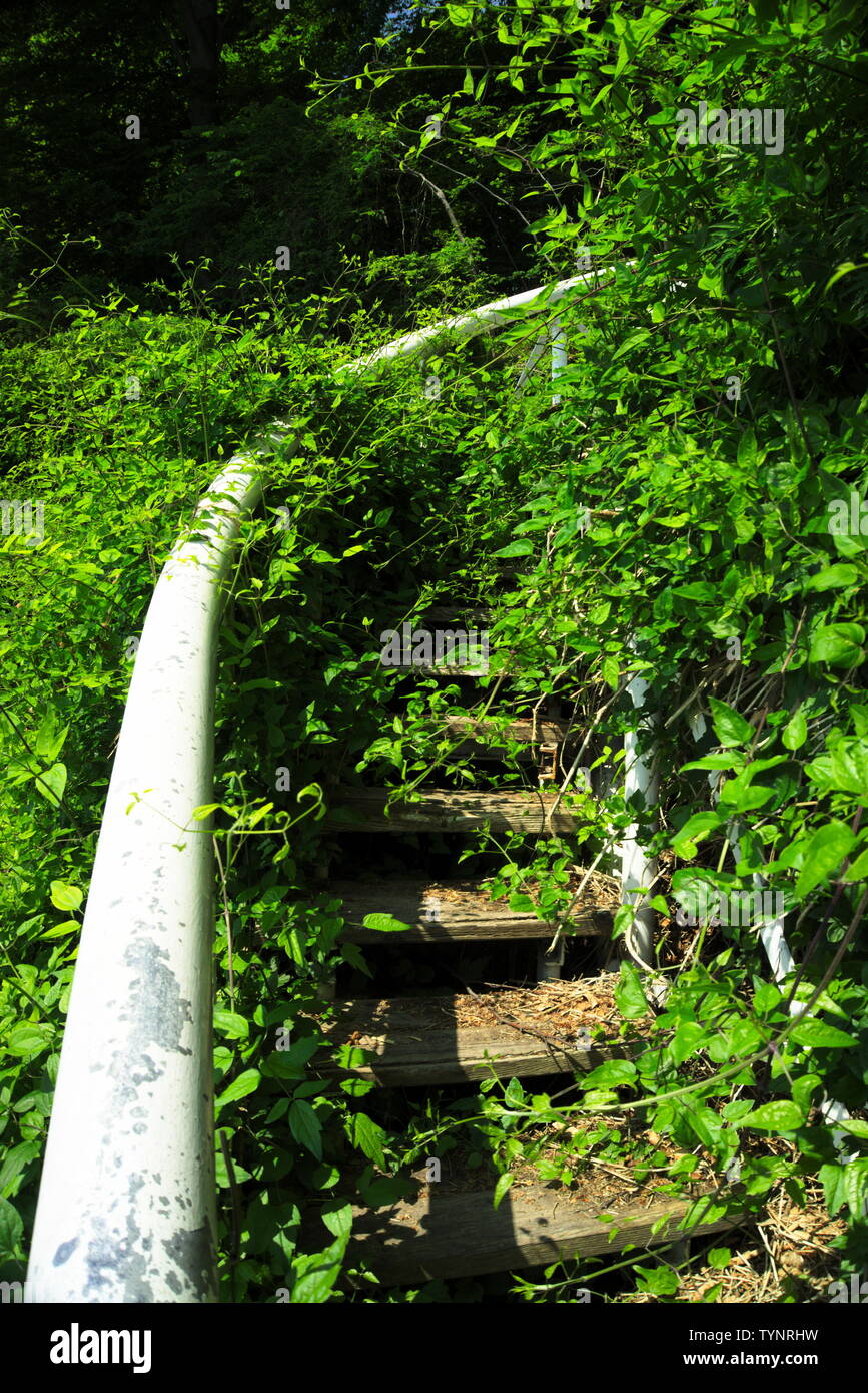 Überwachsene Treppe Stockfoto