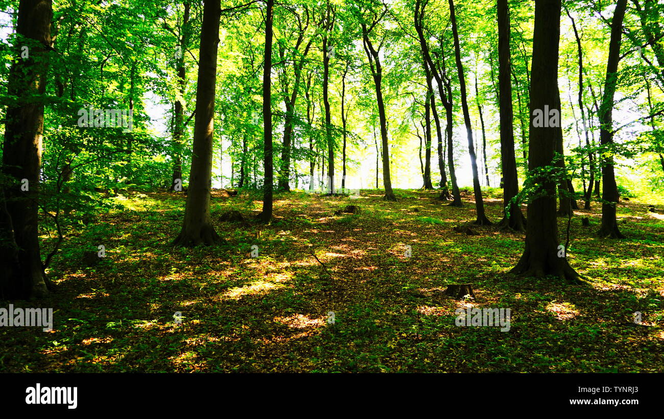 Lichtdurchfluteter Buchenwald Stockfoto