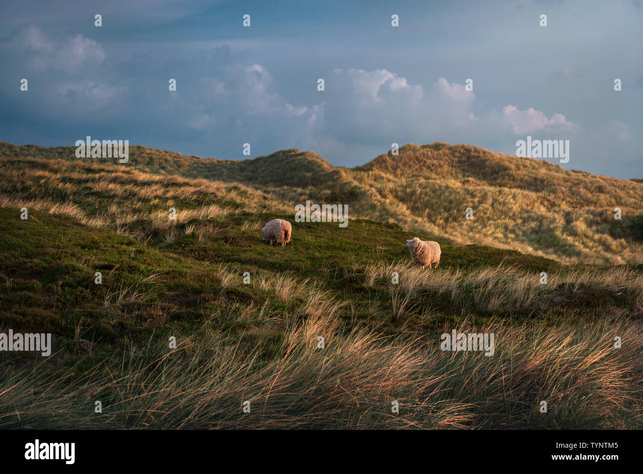 Schafe auf Dünen mit Moos und Gras bedeckt, an der Goldenen Stunde nach Sonnenaufgang, auf der Insel Sylt, Deutschland. Stockfoto