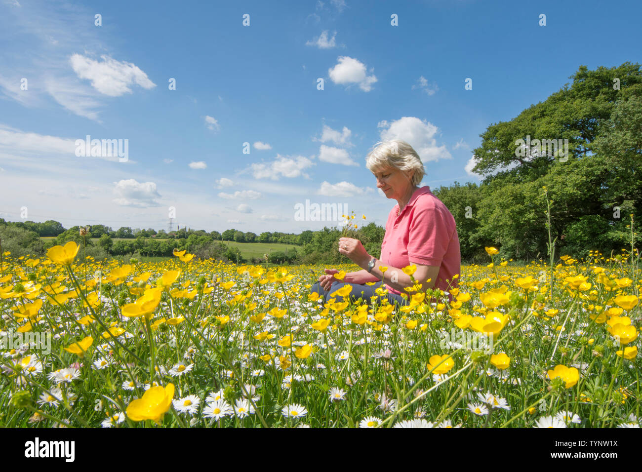 Frau sitzt in einem wilden Blumen wiese, Knolligen Hahnenfuß, Ranunculus bulbosus, und Gänseblümchen, Bellis perennis, Essex, UK, Mai Stockfoto