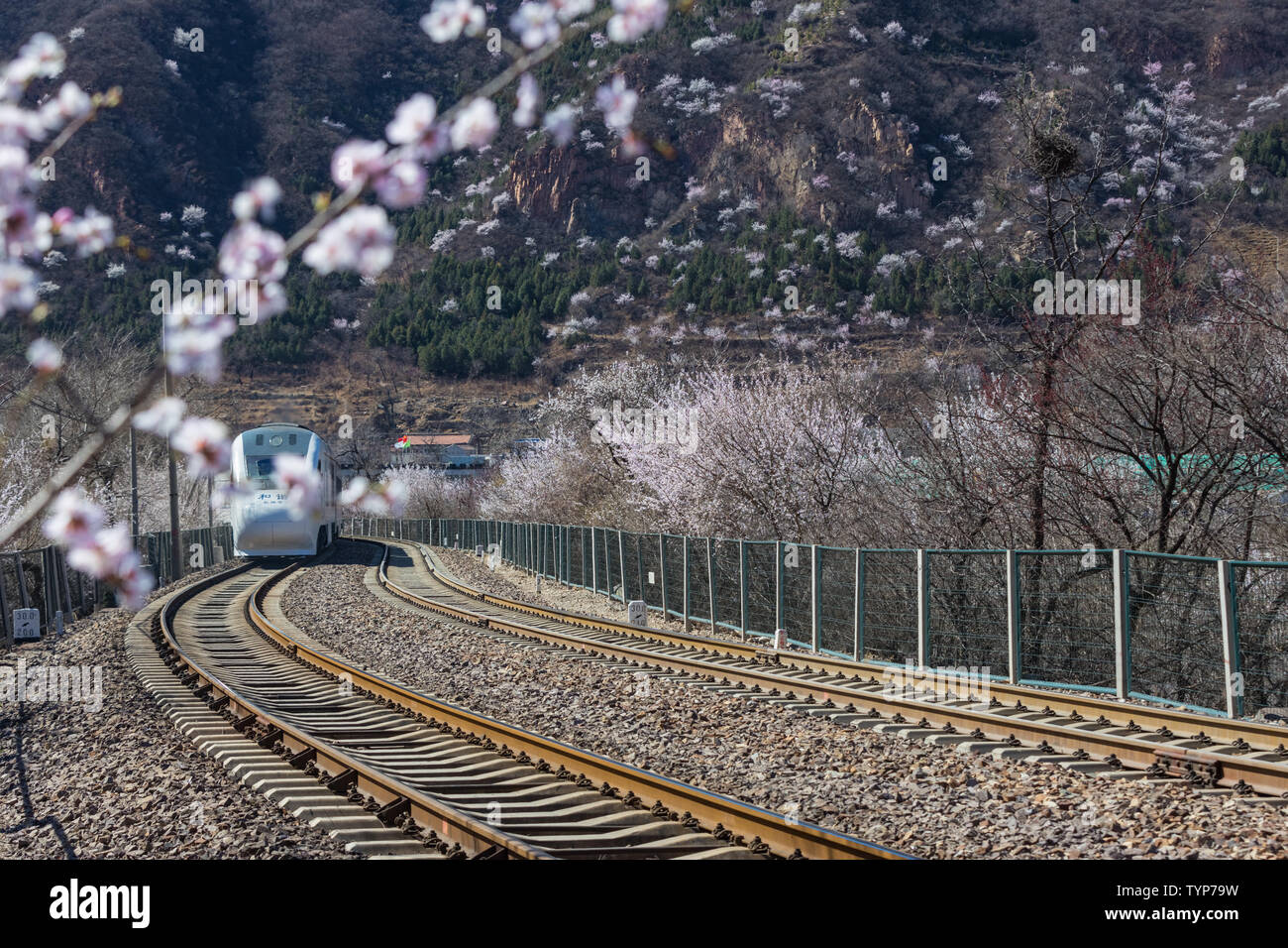 Peking Juyongguan Great Wall Peach Blossom Meer Zug Stockfoto
