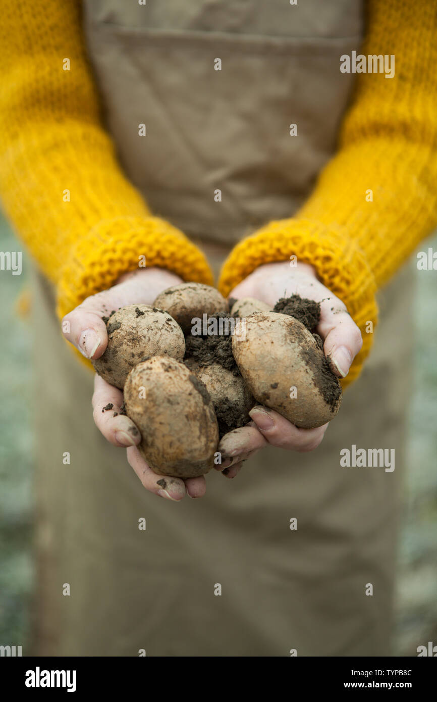 Weibliche hand eine Kartoffel mit Boden mit einem unscharfen Hintergrund Stockfoto