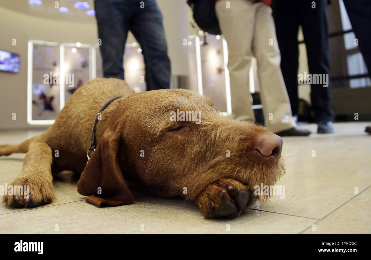 Falko ein Wirehaired Vizsla ruht auf dem Boden vor dem Wirehaired Vizsla und Coton de Tulear Rassen werden als neue Rassen bei den bevorstehenden 138. jährliche Westminster Kennel Club Dog Show im Madison Square Garden in New York City am 30. September 2014 zu konkurrieren. Das Finale der Westminster Kennel Club Dog Show findet am 16. Februar und 17. im Jahr 2015. UPI/John angelillo Stockfoto