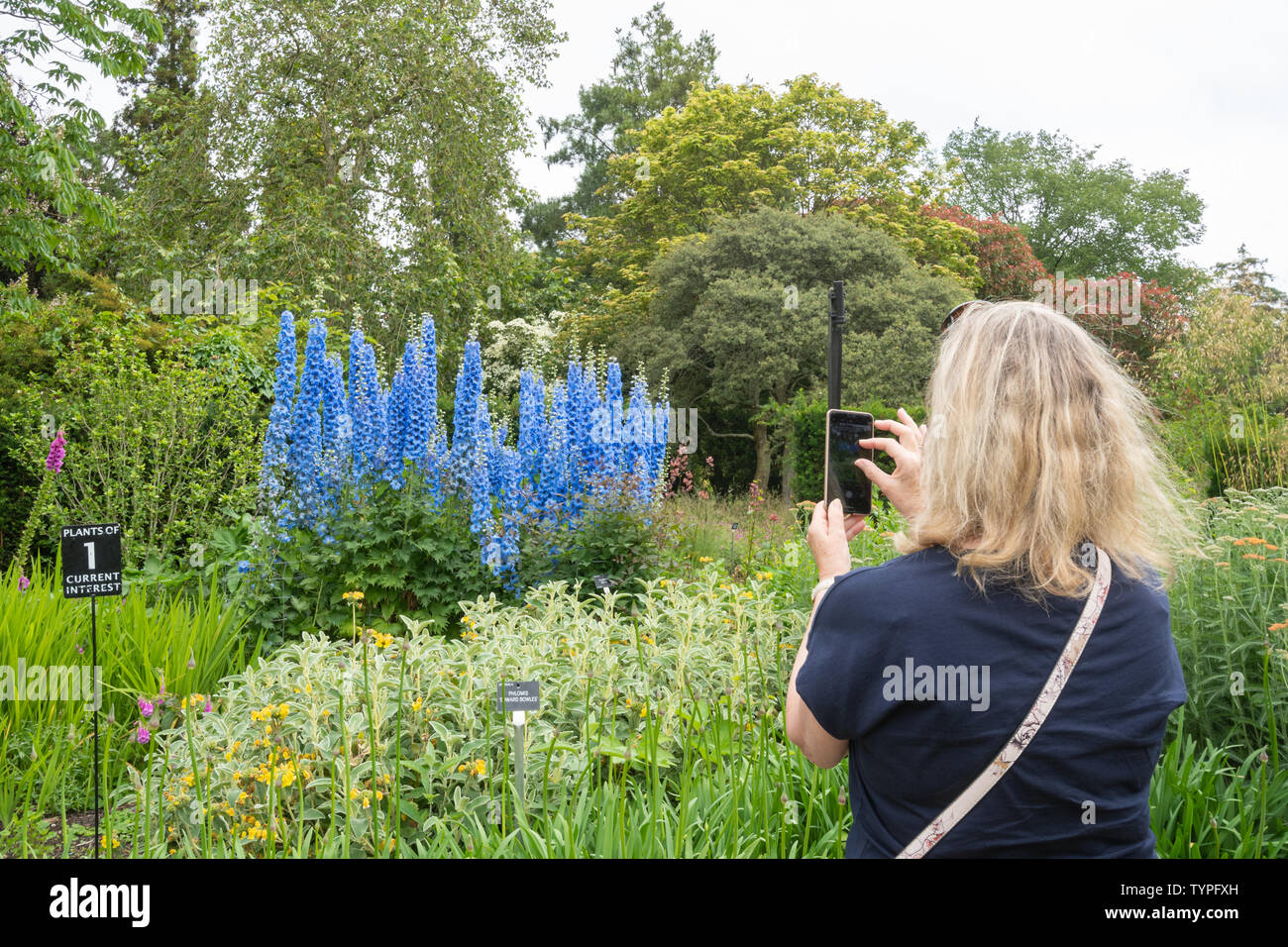 Frau, die ein Foto von bunten blauen Delphinien (Delphinium 'pandora') mit einem Mobiltelefon im Sir Harold Hiller Gardens in Hampshire, UK, während des Ju macht Stockfoto