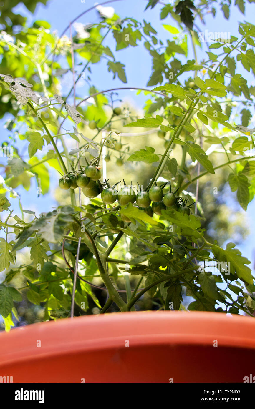 Cluster der grünen Entwicklung Früchte sind auf eine eingemachte Kirsche tomate Pflanze aus einem städtischen container Garten gesehen. Stockfoto