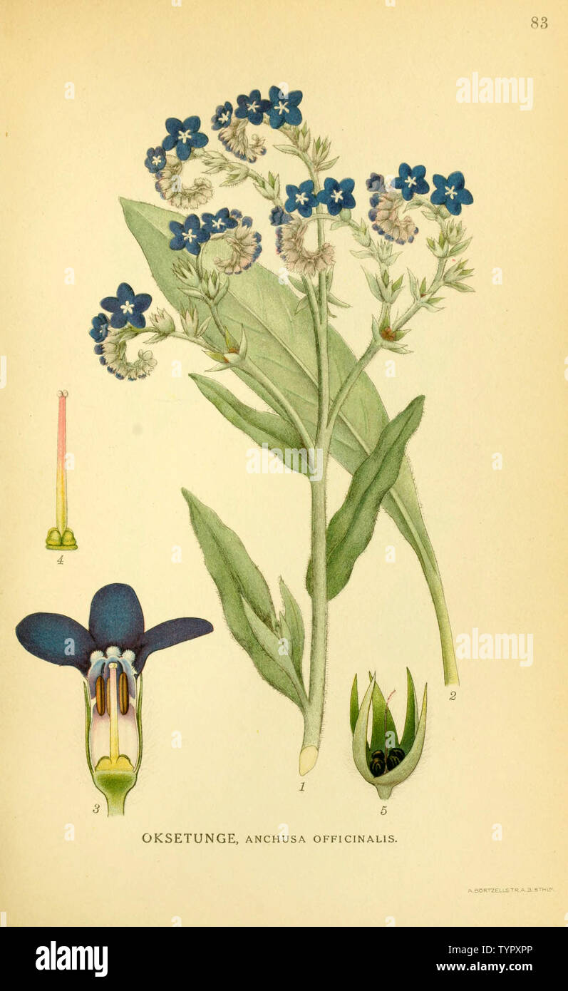 Schöne vintage Hand gezeichneten Abbildungen von Pflanzen und Blumen aus alten Buch. Kann als Poster oder dekoratives Element für den Innenausbau verwendet werden. Stockfoto