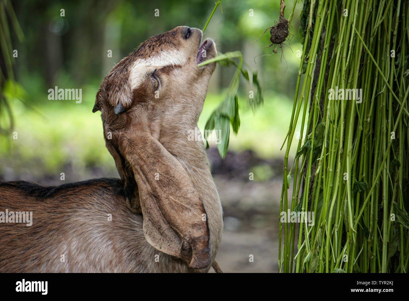 Die Ziegen liebe Essen hängen Grüne Gras auf dem Baum. Stockfoto