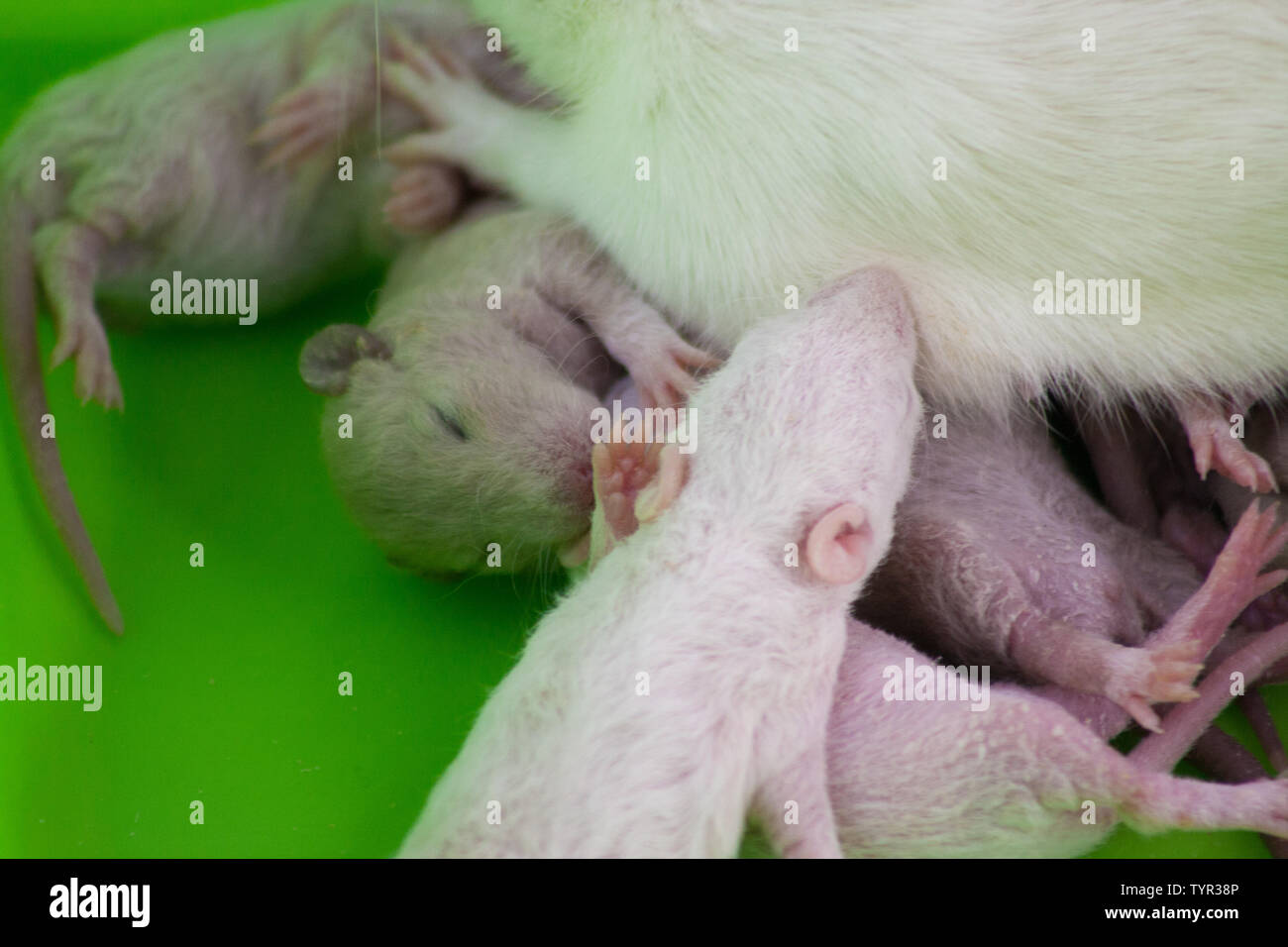 Dem kleinen neugeborenen Ratten liegen neben ihrer Mutter. Die Familie der Nagetiere. Stockfoto
