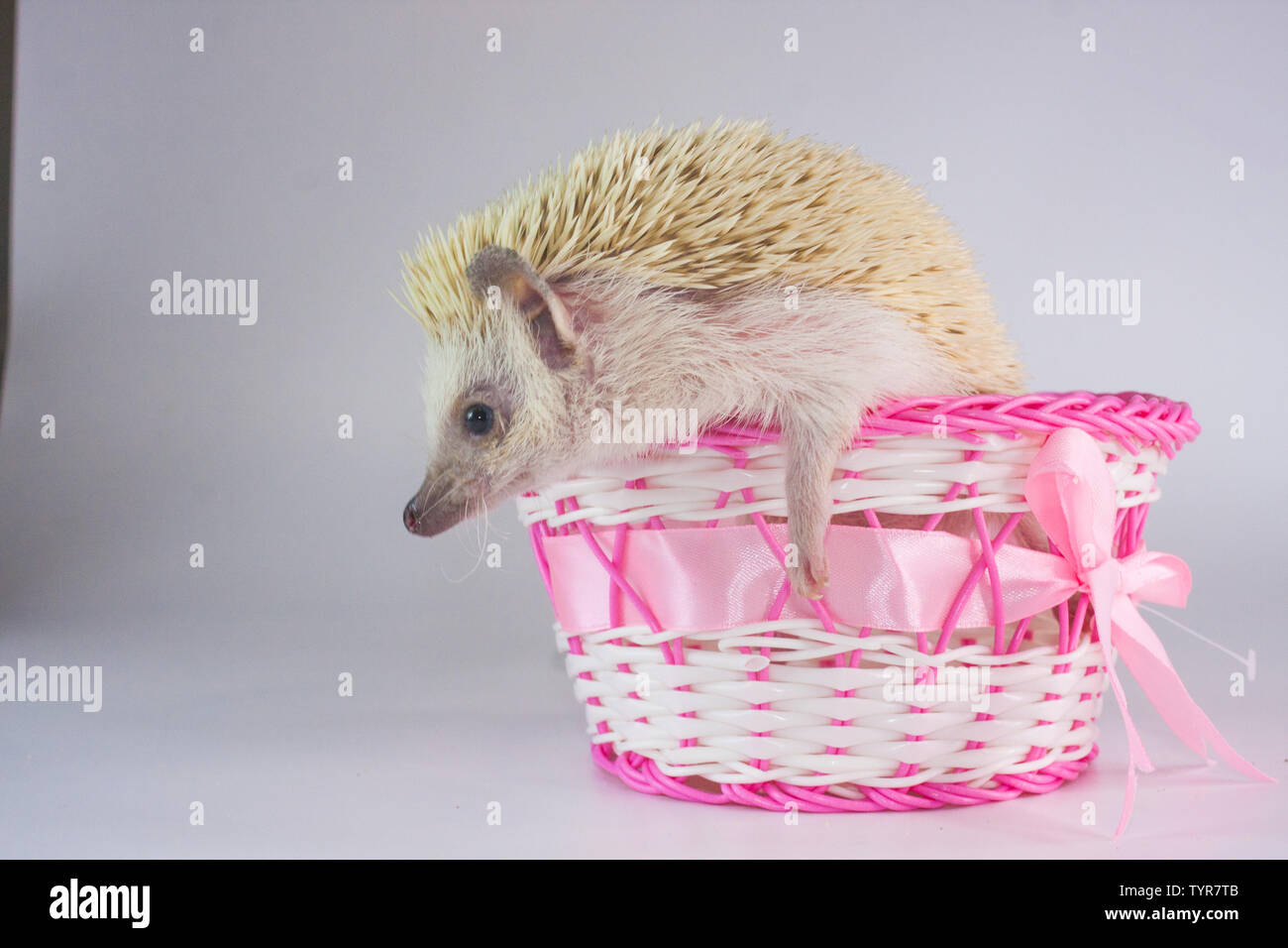 Schöne weiße Hedgehog in einem rosa Korb sitzen. Stockfoto