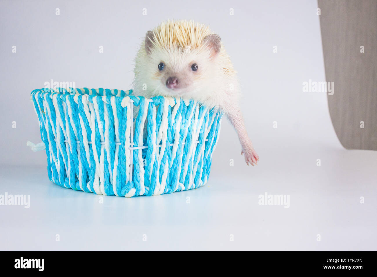 Schöne weiße Hedgehog in einem blauen Korb sitzen. Stockfoto