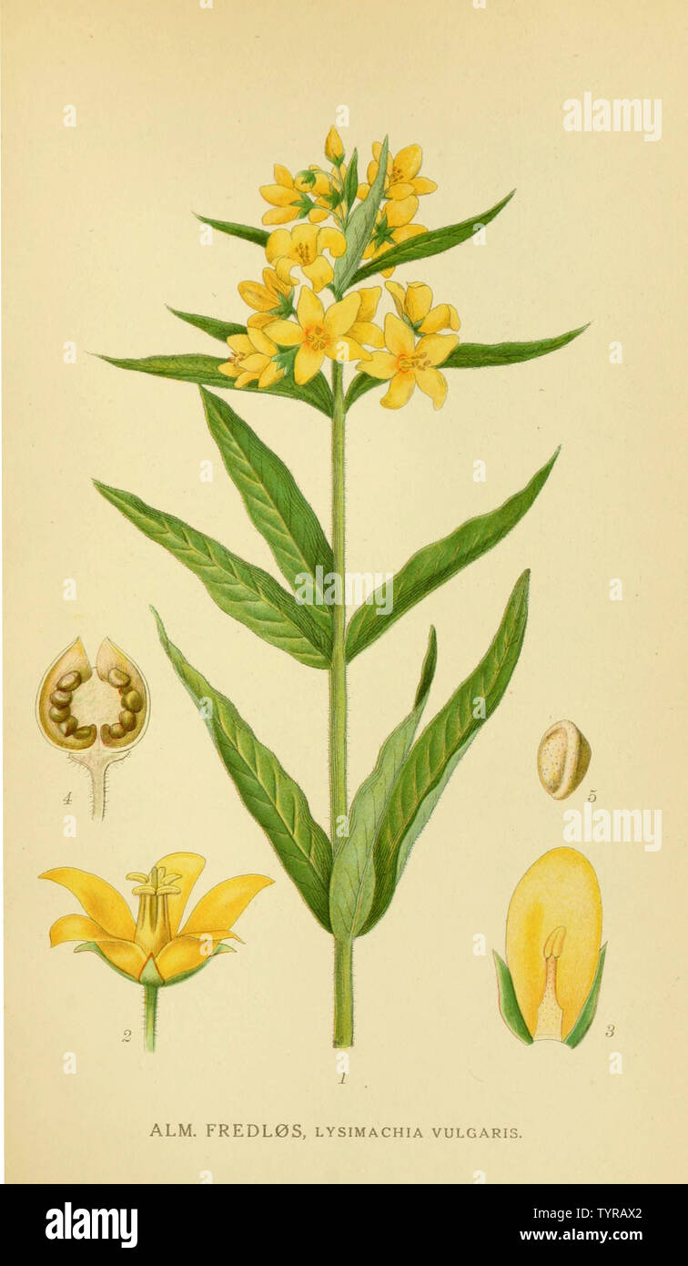 Schöne vintage Hand gezeichneten Abbildungen von Pflanzen und Blumen aus alten Buch. Kann als Poster oder dekoratives Element für den Innenausbau verwendet werden. Stockfoto