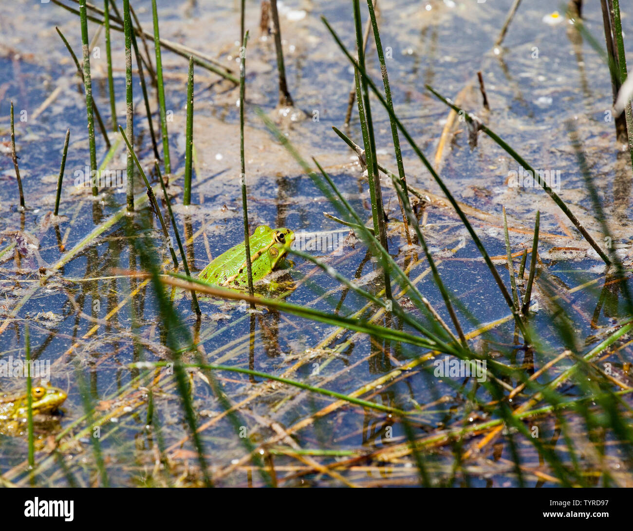 Die europäischen Grünen Laubfrosch (Hyla arborea früher Rana arborea) in der östlichen Spanischen Dorf Saldon in der Provinz von Huesca, Aragón, Spanien. Stockfoto
